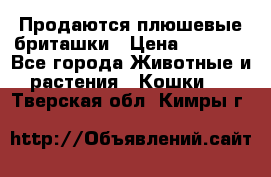 Продаются плюшевые бриташки › Цена ­ 2 500 - Все города Животные и растения » Кошки   . Тверская обл.,Кимры г.
